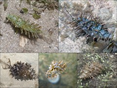 Chaetodermis penicilligerus•&copy; Ria Tan•All Rights Reserved