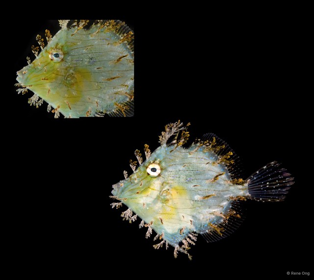 Chaetodermis penicilligerus•&copy; Rene Ong•All Rights Reserved