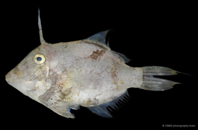 Paramonacanthus japonicus•&copy; CMBS photography team•All Rights Reserved