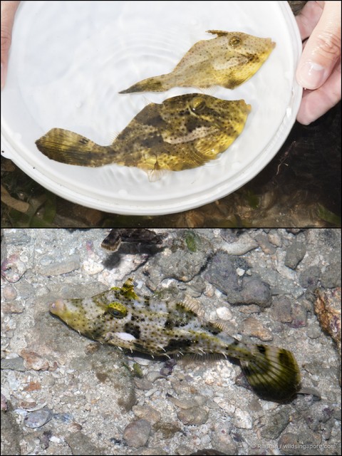 Pseudomonacanthus macrurus•&copy; Ria Tan•All Rights Reserved