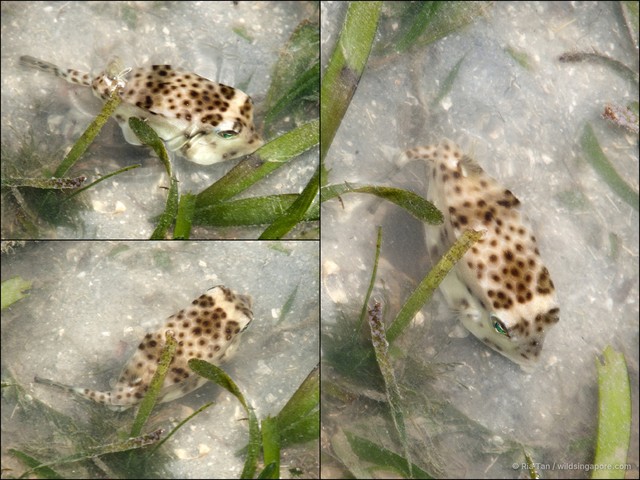 Ostracion nasus•&copy; Ria Tan•All Rights Reserved