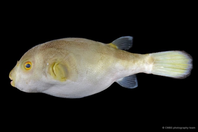 Tetraodontidae sp. "SS-0050"•&copy; CMBS photography team•All Rights Reserved