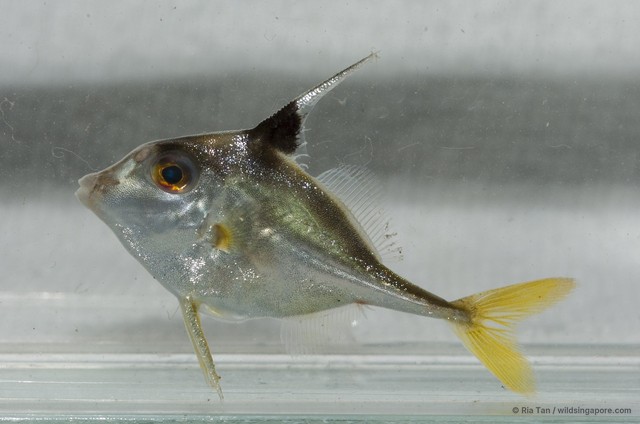 Triacanthidae sp. "0c4fc5f4"•&copy; Ria Tan•All Rights Reserved