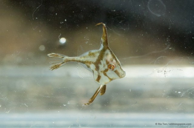 Triacanthidae sp. "0c4fc5f7"•&copy; Ria Tan•All Rights Reserved
