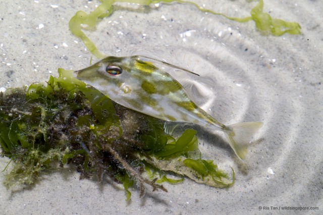 Triacanthidae sp. "0c4fc600"•&copy; Ria Tan•All Rights Reserved