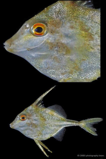 Tripodichthys blochii•&copy; CMBS photography team•All Rights Reserved