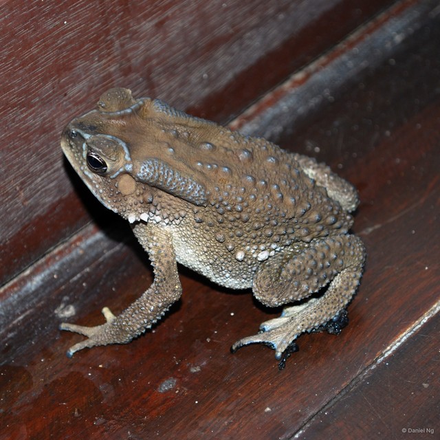 Duttaphrynus melanostictus•&copy; Daniel Ng•All Rights Reserved