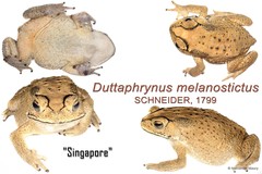Duttaphrynus melanostictus•&copy; Nathanael Maury•All Rights Reserved