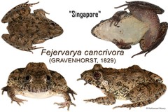 Fejervarya cancrivora•&copy; Nathanael Maury•All Rights Reserved