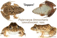 Fejervarya limnocharis•&copy; Nathanael Maury•All Rights Reserved