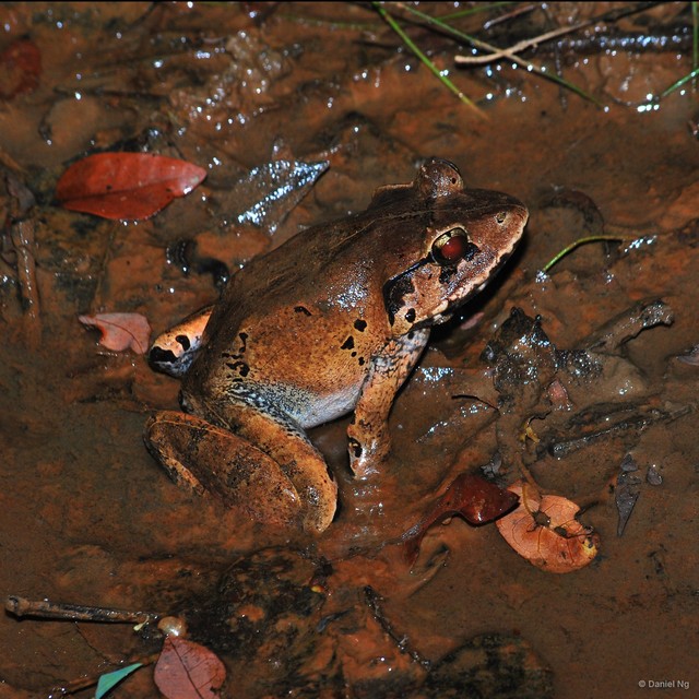 Limnonectes malesianus•&copy; Daniel Ng•All Rights Reserved