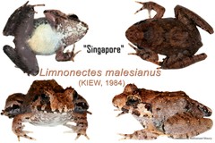 Limnonectes malesianus•&copy; Nathanael Maury•All Rights Reserved