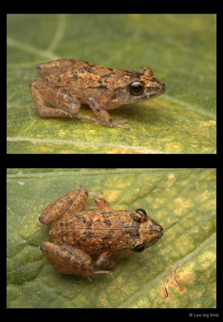Eleutherodactylus planirostris•&copy; Law Ing Sind•All Rights Reserved