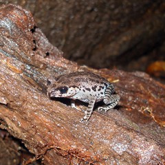 Leptobrachium nigrops•&copy; Daniel Ng•All Rights Reserved