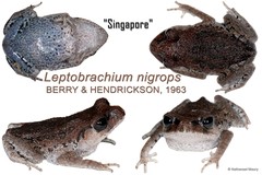 Leptobrachium nigrops•&copy; Nathanael Maury•All Rights Reserved