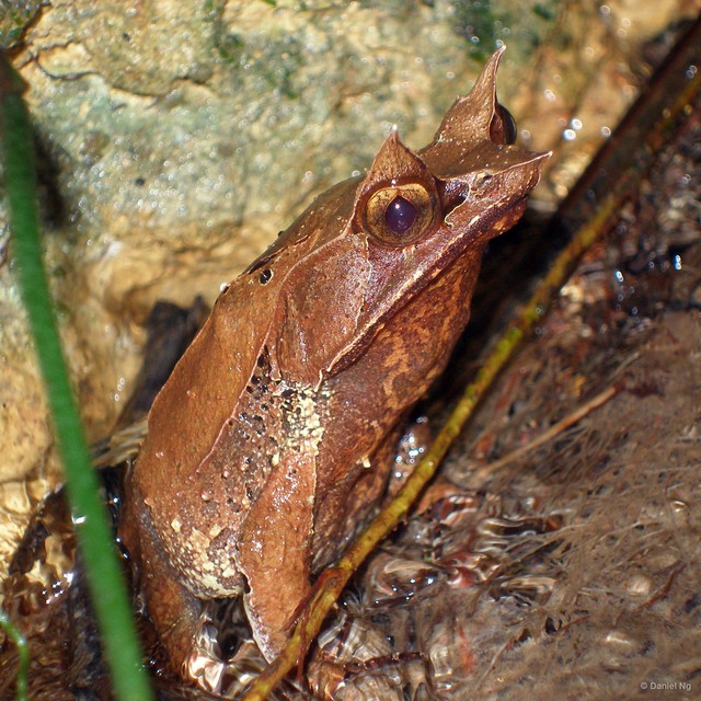 Pelobatrachus nasutus•&copy; Daniel Ng•All Rights Reserved