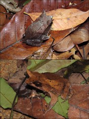 Pelobatrachus nasutus•&copy; Mary-Ruth Low•All Rights Reserved