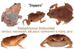 Kalophrynus limbooliati•&copy; Nathanael Maury•All Rights Reserved