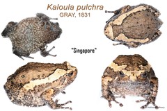 Kaloula pulchra•&copy; Nathanael Maury•All Rights Reserved