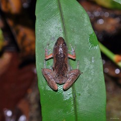 Microhyla butleri•&copy; Daniel Ng•All Rights Reserved