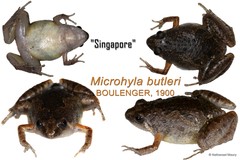 Microhyla butleri•&copy; Nathanael Maury•All Rights Reserved