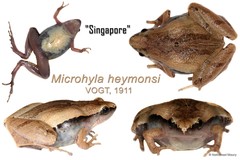 Microhyla heymonsi•&copy; Nathanael Maury•All Rights Reserved