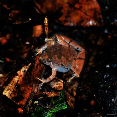 Microhyla mantheyi•&copy; Daniel Ng•All Rights Reserved