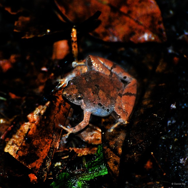Microhyla mantheyi•&copy; Daniel Ng•All Rights Reserved