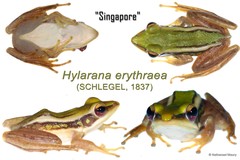 Hylarana erythraea•&copy; Nathanael Maury•All Rights Reserved