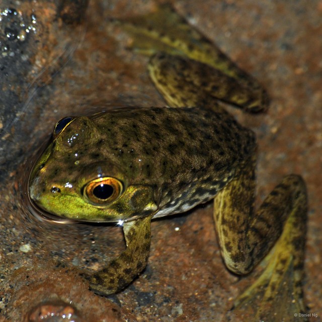 Lithobates catesbeianus•&copy; Daniel Ng•All Rights Reserved