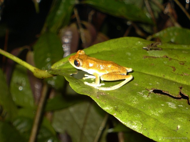 Leptomantis cyanopunctatus•&copy; Kelvin Lim Kok Peng•All Rights Reserved