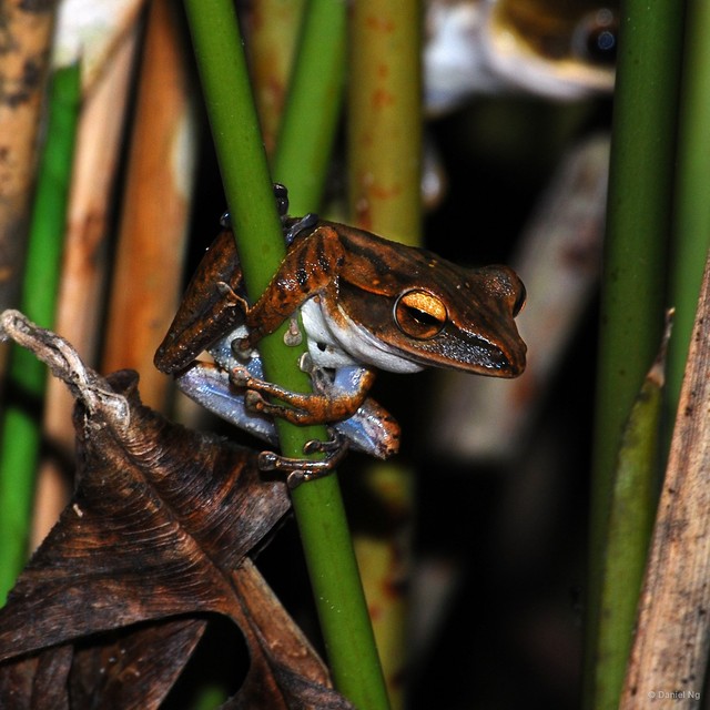 Polypedates leucomystax•&copy; Daniel Ng•All Rights Reserved