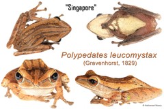 Polypedates leucomystax•&copy; Nathanael Maury•All Rights Reserved