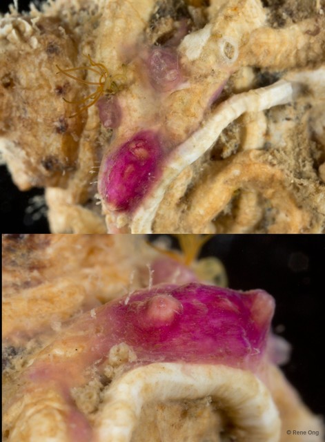 Ascidiacea sp. "Ascidian 1"•&copy; Rene Ong•All Rights Reserved