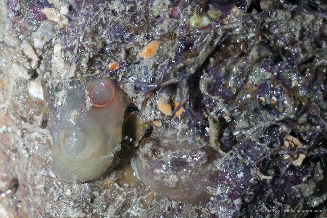 Ascidiacea sp. "Ascidian 10"•&copy; Ria Tan•All Rights Reserved
