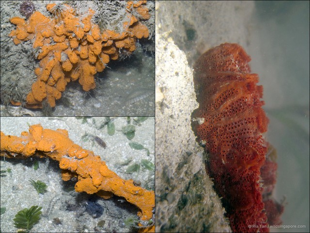 Ascidiacea sp. "Ascidian 11"•&copy; Ria Tan•All Rights Reserved
