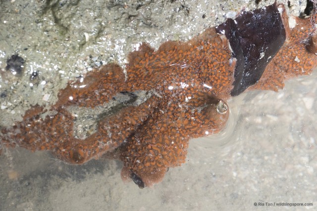 Ascidiacea sp. "Ascidian 12"•&copy; Ria Tan•All Rights Reserved