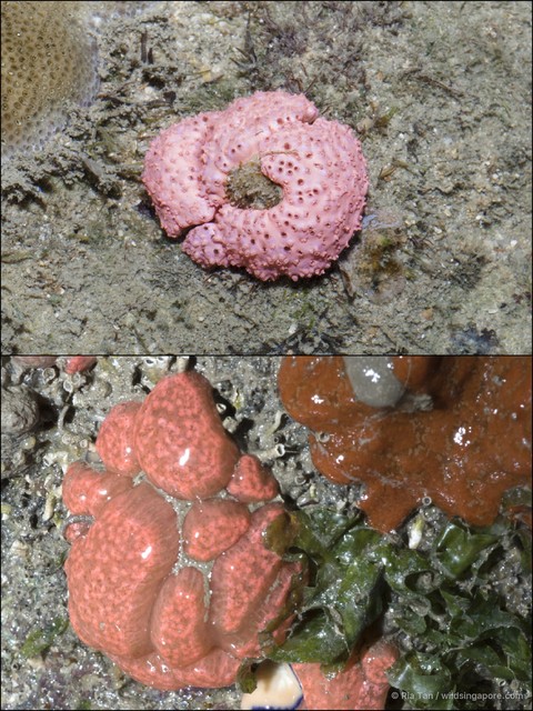 Ascidiacea sp. "Ascidian 13"•&copy; Ria Tan•All Rights Reserved