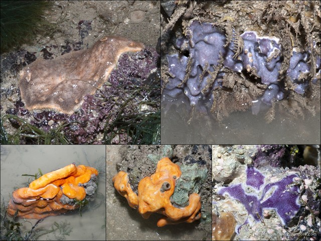Ascidiacea sp. "Ascidian 14"•&copy; Ria Tan•All Rights Reserved