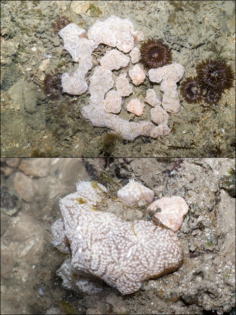 Ascidiacea sp. "Ascidian 15"•&copy; Ria Tan•All Rights Reserved