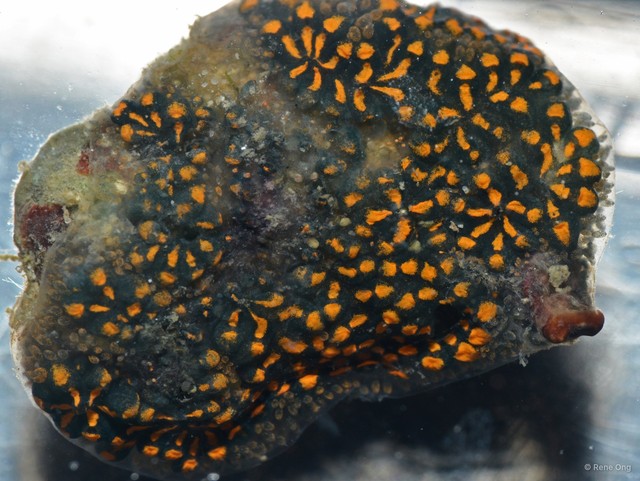Ascidiacea sp. "Ascidian 16"•&copy; Rene Ong•All Rights Reserved