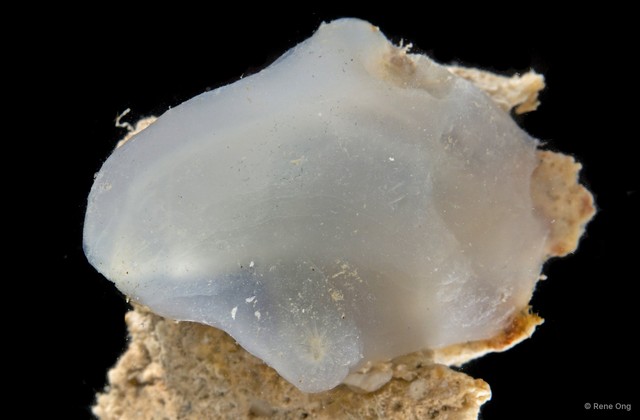 Ascidiacea sp. "Ascidian 4"•&copy; Rene Ong•All Rights Reserved