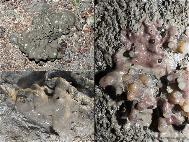 Ascidiacea sp. "Ascidian 5"•&copy; Ria Tan•All Rights Reserved