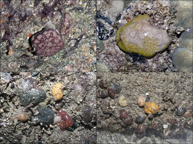 Ascidiacea sp. "Ascidian 6"•&copy; Ria Tan•All Rights Reserved