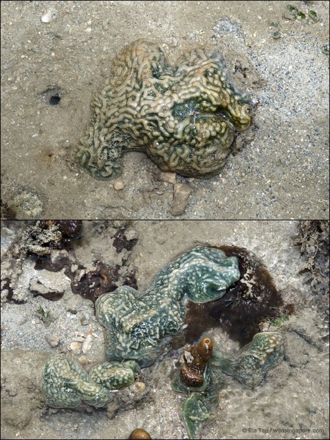 Ascidiacea sp. "Ascidian 7"•&copy; Ria Tan•All Rights Reserved