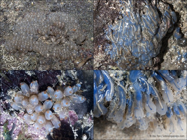 Ascidiacea sp. "Ascidian 8"•&copy; Ria Tan•All Rights Reserved