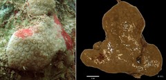 Ascidiacea sp. "Ascidian IP0445"