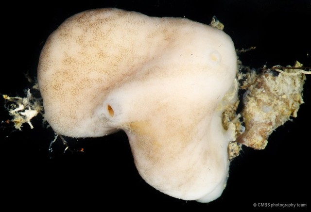 Ascidiacea sp. "Ascidian JS-1101"•&copy; CMBS photography team•All Rights Reserved