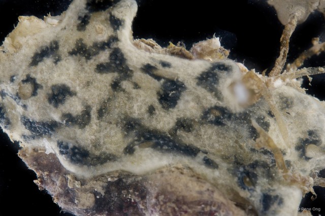 Ascidiacea sp. "Colonial ascidian 1"•&copy; Rene Ong•All Rights Reserved