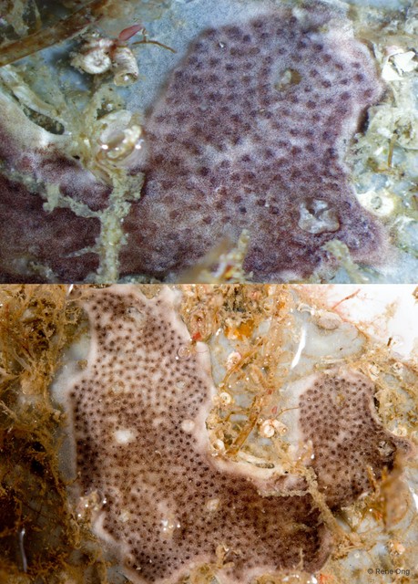 Ascidiacea sp. "Colonial ascidian 10"•&copy; Rene Ong•All Rights Reserved